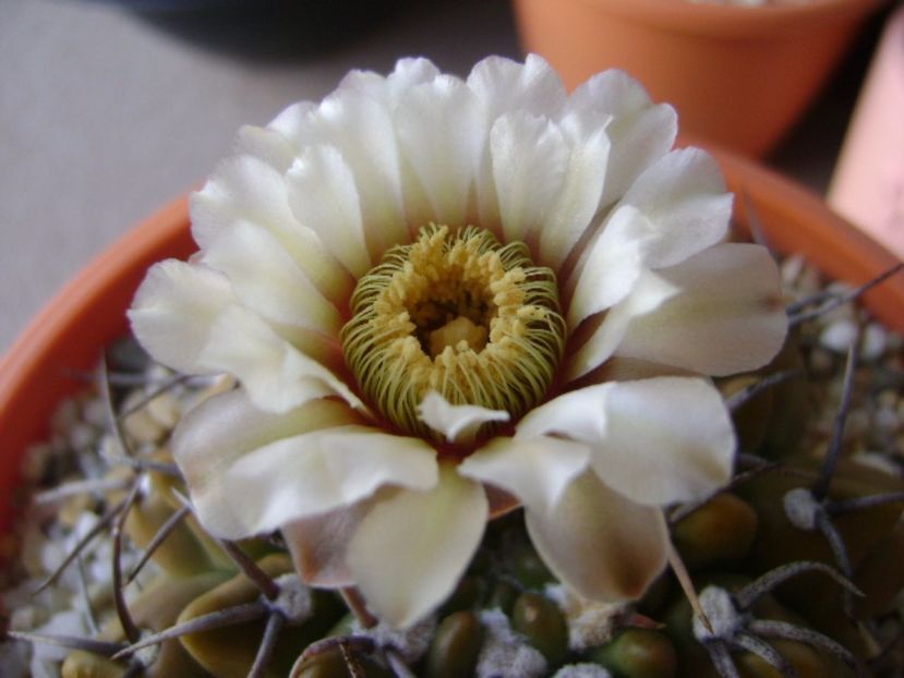 Gymnocalycium vatteri - Cactusi 2017 Gymnocalycium