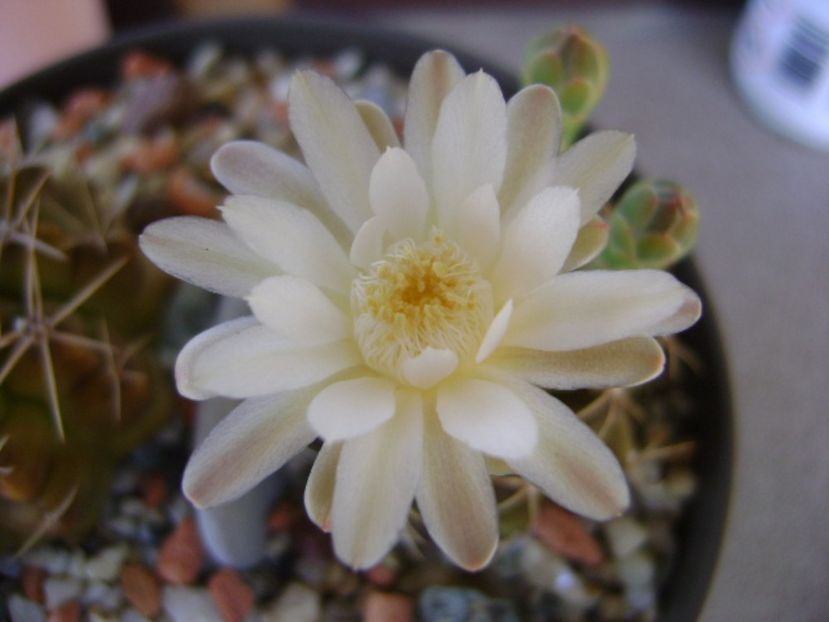 Gymnocalycium damsii v. tucavocense - Cactusi 2017 Gymnocalycium