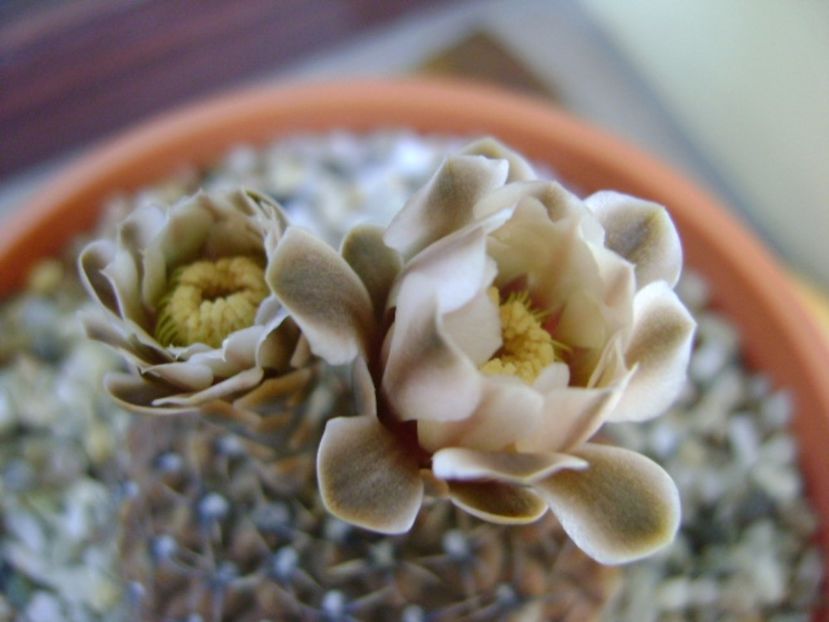 Gymnocalycium obductum - Cactusi 2017 Gymnocalycium