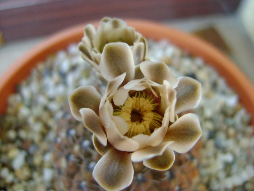 Gymnocalycium obductum - Cactusi 2017 Gymnocalycium