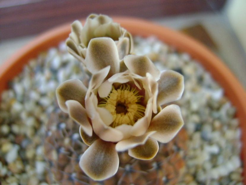 Gymnocalycium obductum - Cactusi 2017 Gymnocalycium