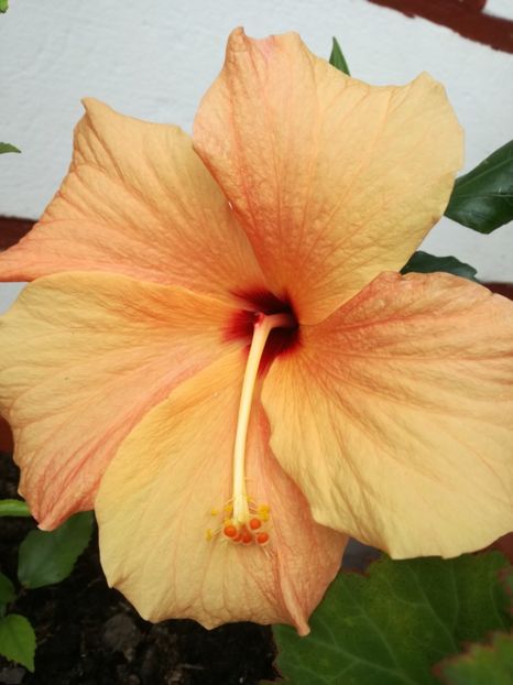  - 2017 Classic Apricot