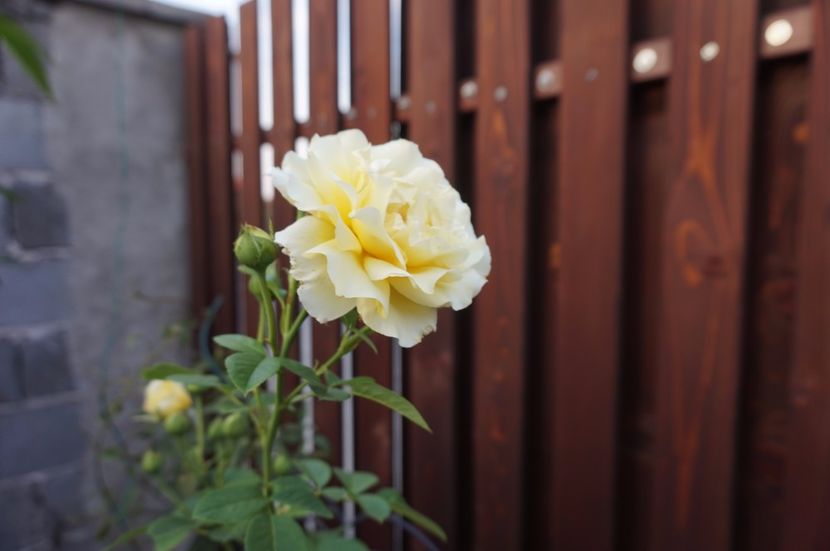  - Cyrano de Bergerac