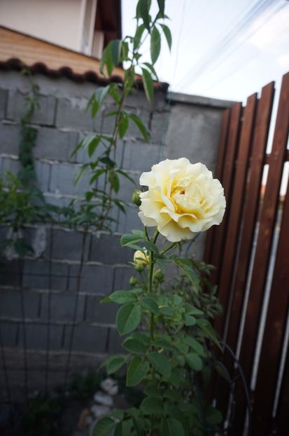  - Cyrano de Bergerac