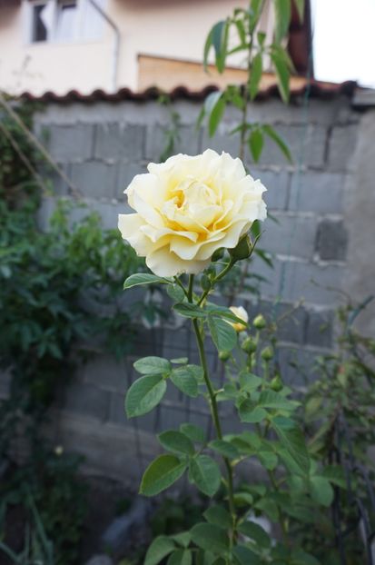  - Cyrano de Bergerac