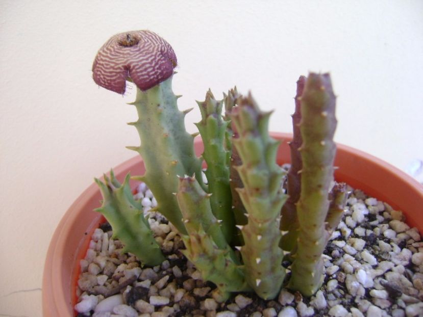 Orbea variegata - Stapeliade 2017
