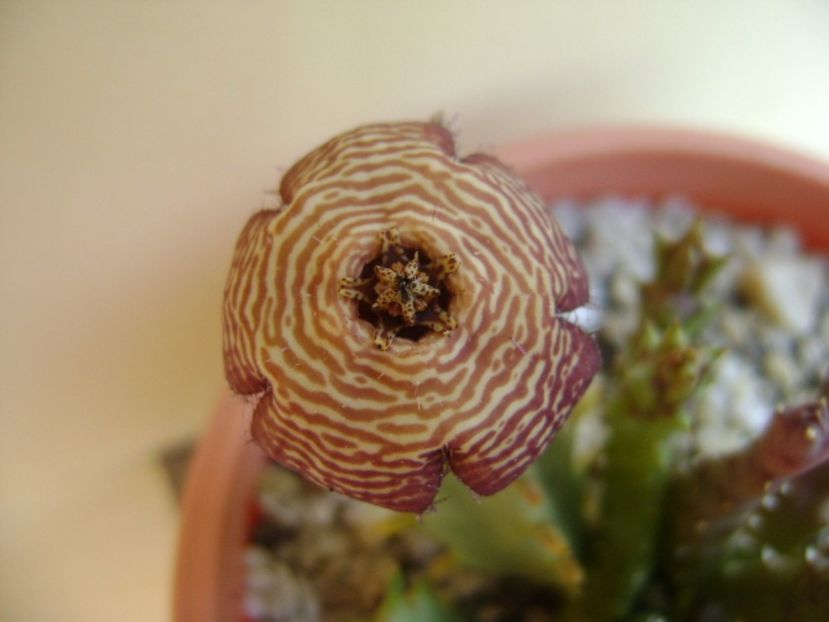 Orbea variegata - Stapeliade 2017