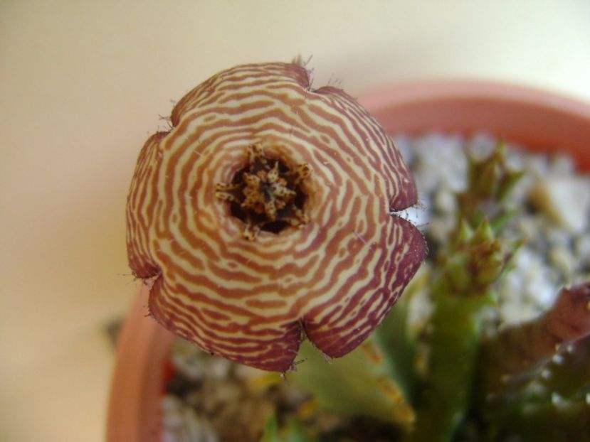 Orbea variegata - Stapeliade 2017