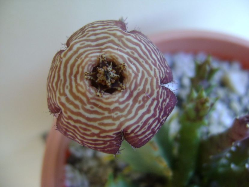 Orbea variegata - Stapeliade 2017