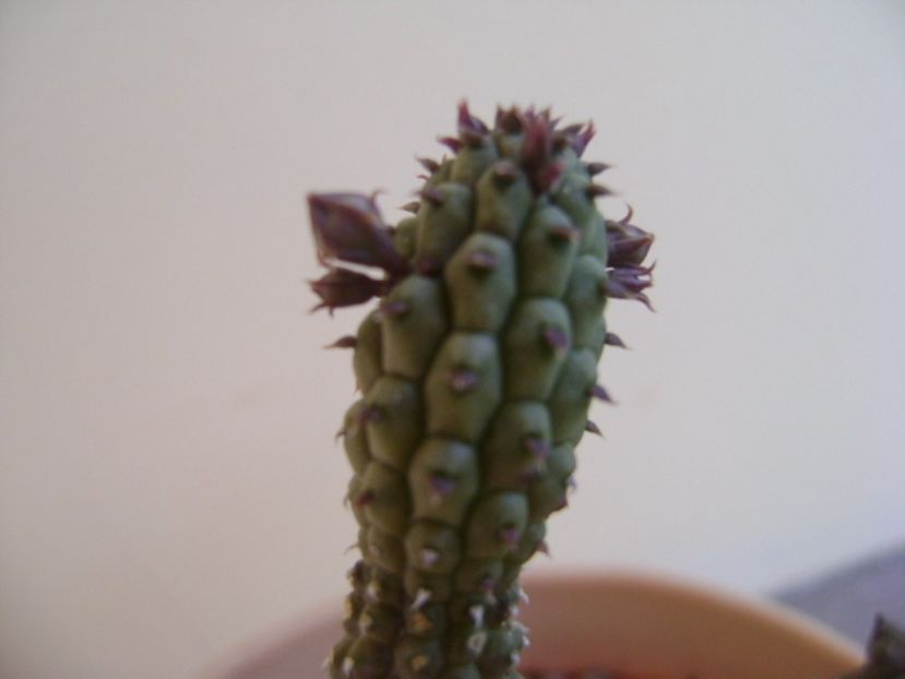 Echidnopsis repens, boboci - Stapeliade 2017