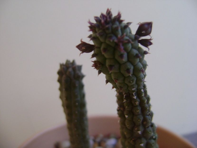 Echidnopsis repens, boboci - Stapeliade 2017