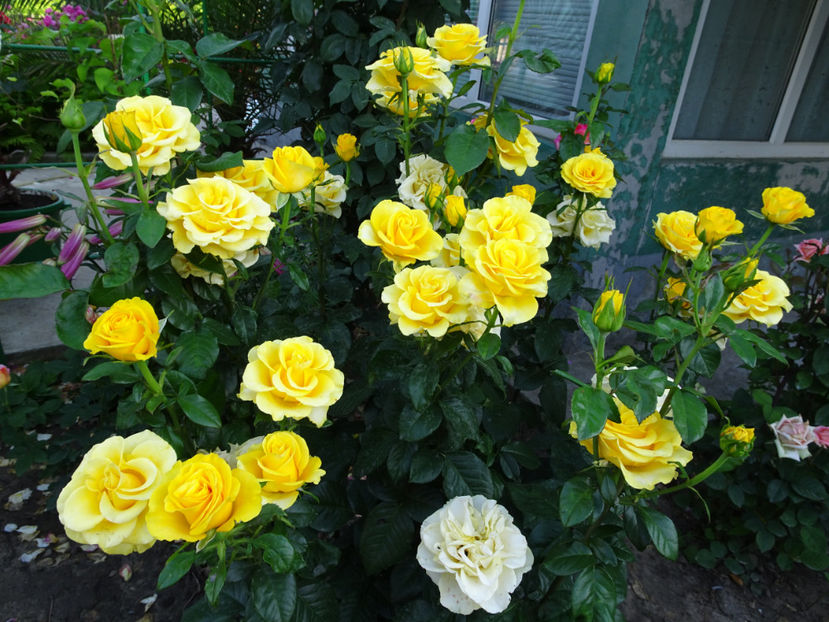  - Dimov nr 26 Mabella