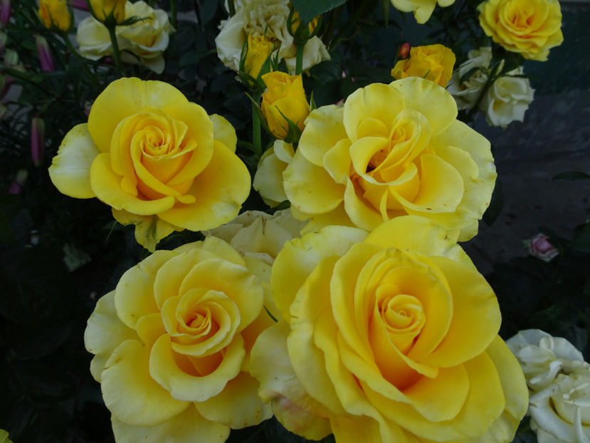  - Dimov nr 26 Mabella