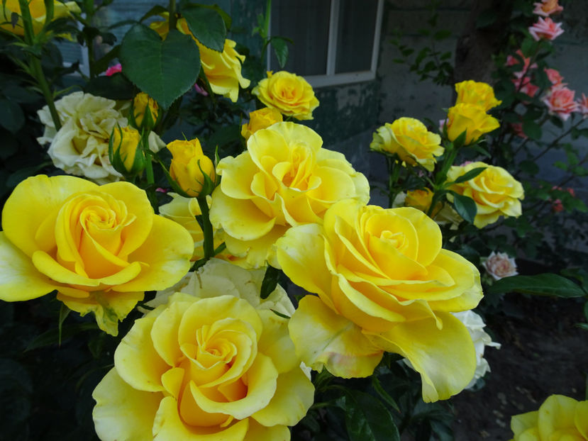  - Dimov nr 26 Mabella