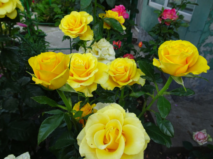  - Dimov nr 26 Mabella