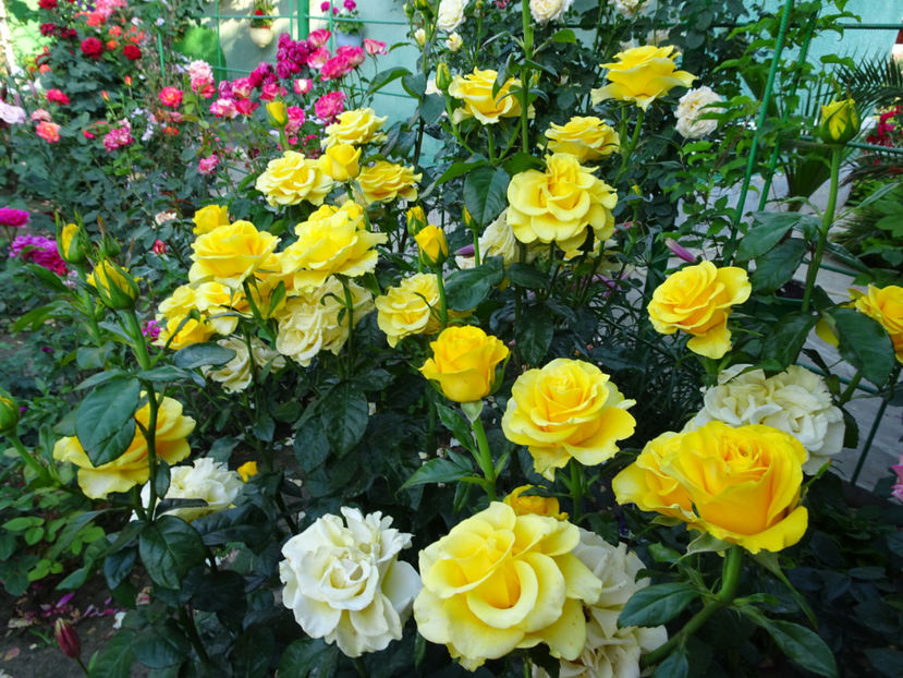  - Dimov nr 26 Mabella