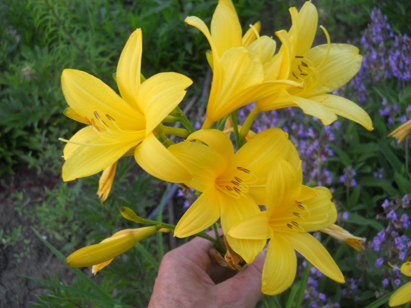 hemer. Flava 70cm-6lei - Hemerocallis 2015