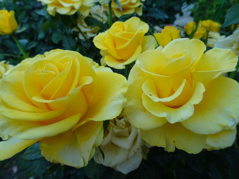  - Dimov nr 26 Mabella