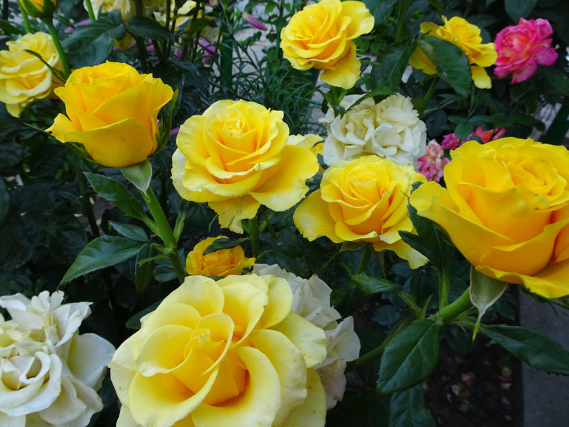  - Dimov nr 26 Mabella