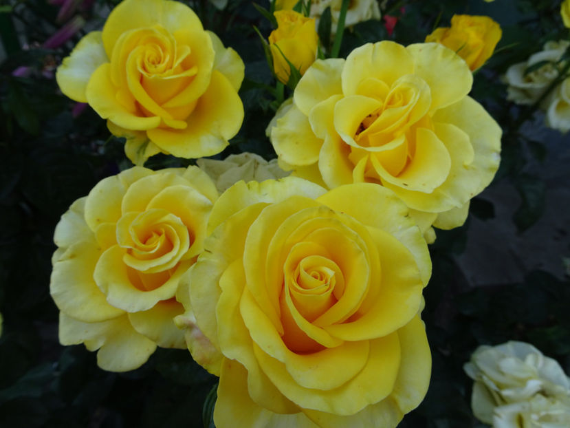  - Dimov nr 26 Mabella