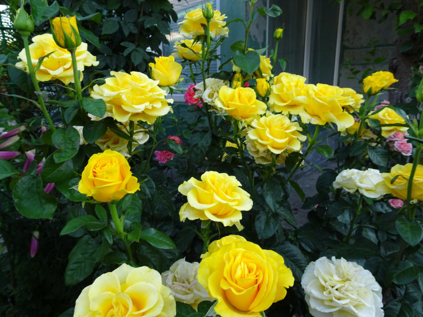  - Dimov nr 26 Mabella