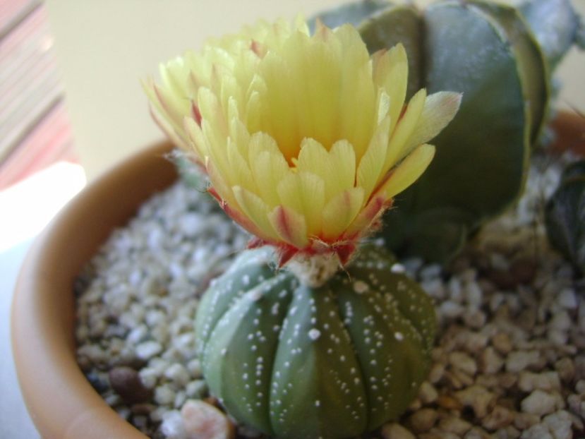 Astrophytum asterias hb. - Cactusi 2017 continuare