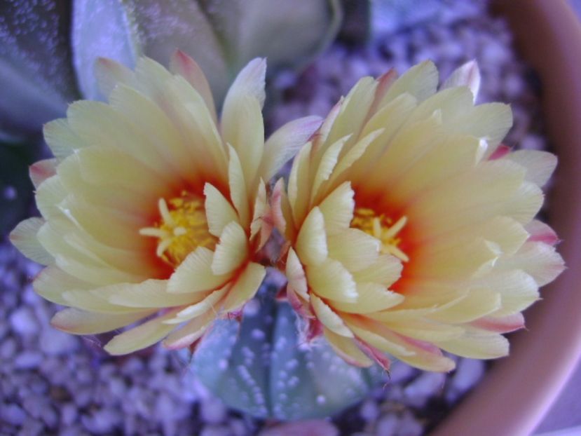 Astrophytum asterias hb. - Cactusi 2017 continuare