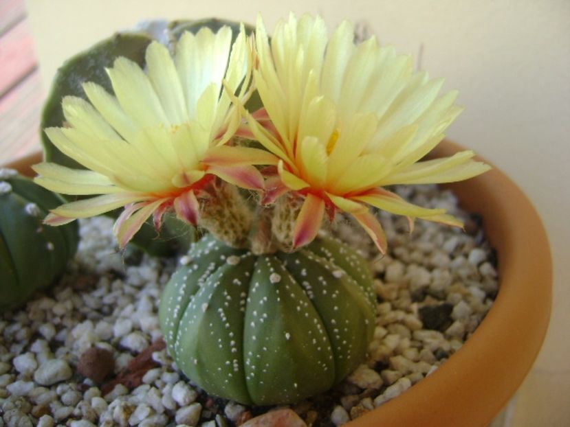 Astrophytum asterias hb. - Cactusi 2017 continuare