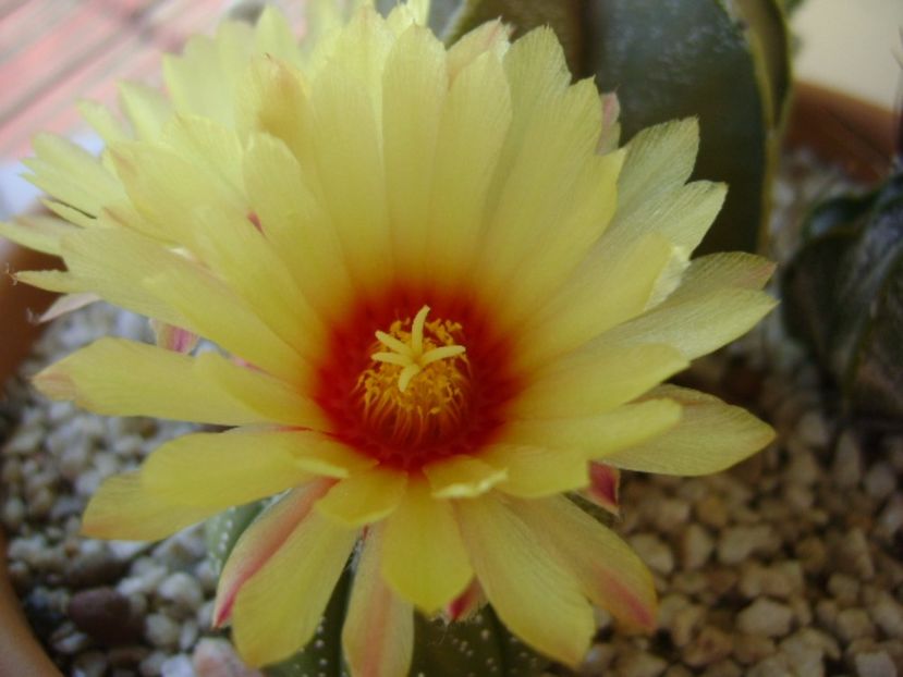 Astrophytum asterias hb. - Cactusi 2017 continuare