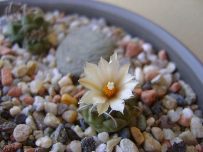 Turbinicarpus pachystele - Cactusi 2017 continuare