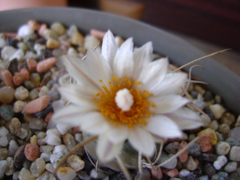 Turbinicarpus macrochele v. kupcakii - Cactusi 2017 continuare
