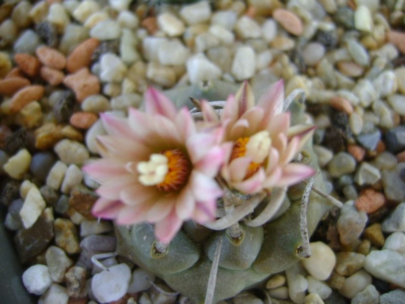 Turbinicarpus schwarzii v. rubriflorus - Cactusi 2017 continuare