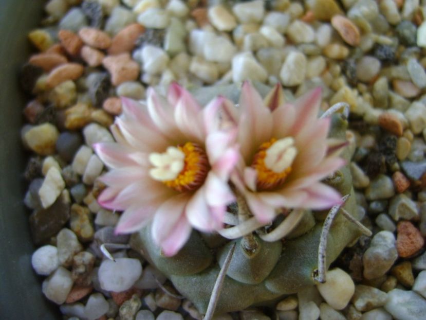 Turbinicarpus schwarzii v. rubriflorus - Cactusi 2017 continuare