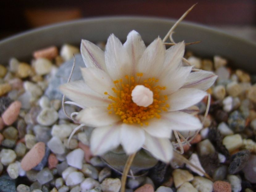 Turbinicarpus macrochele v. kupcakii - Cactusi 2017 continuare