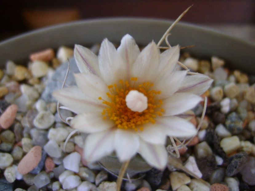 Turbinicarpus macrochele v. kupcakii - Cactusi 2017 continuare