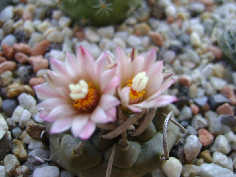 Turbinicarpus schwarzii v. rubriflorus - Cactusi 2017 continuare