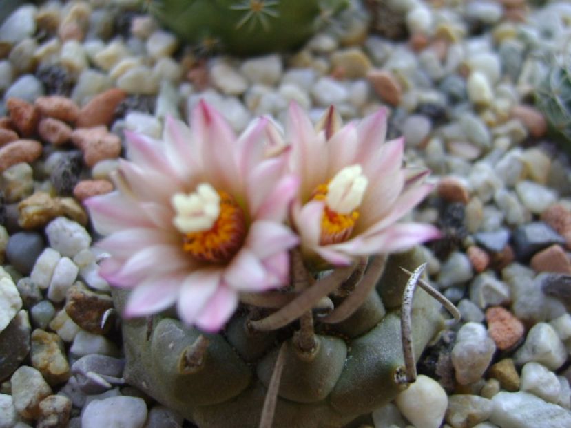 Turbinicarpus schwarzii v. rubriflorus - Cactusi 2017 continuare