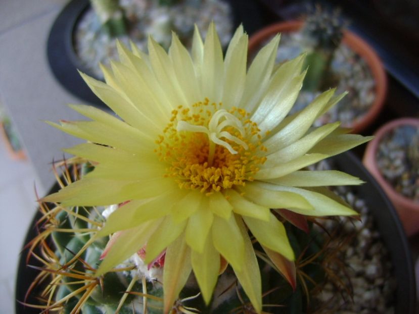 Coryphantha elephantidens v. sulcolanata - Cactusi 2017 continuare