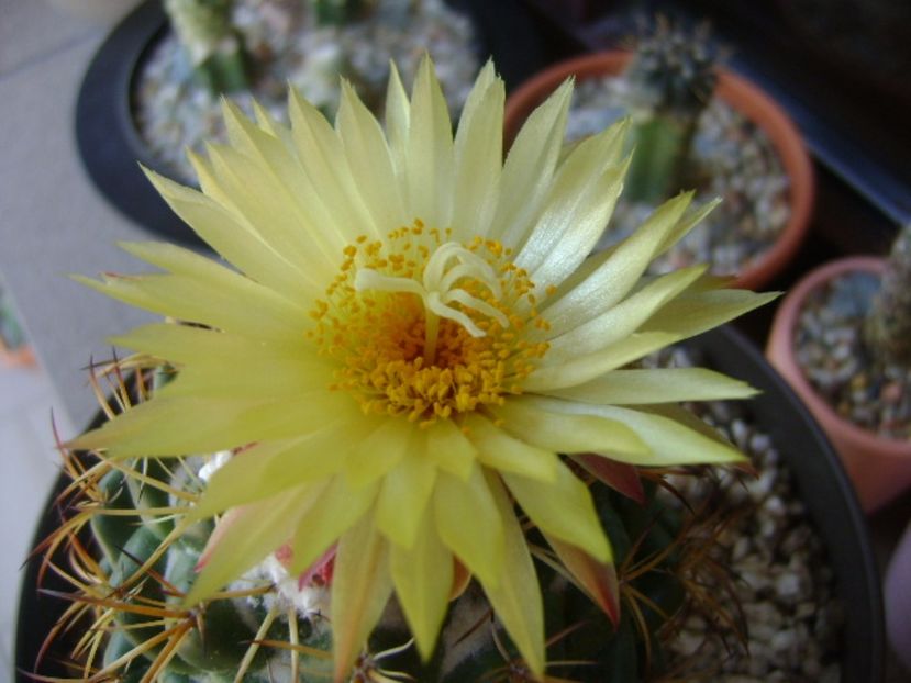 Coryphantha elephantidens v. sulcolanata - Cactusi 2017 continuare