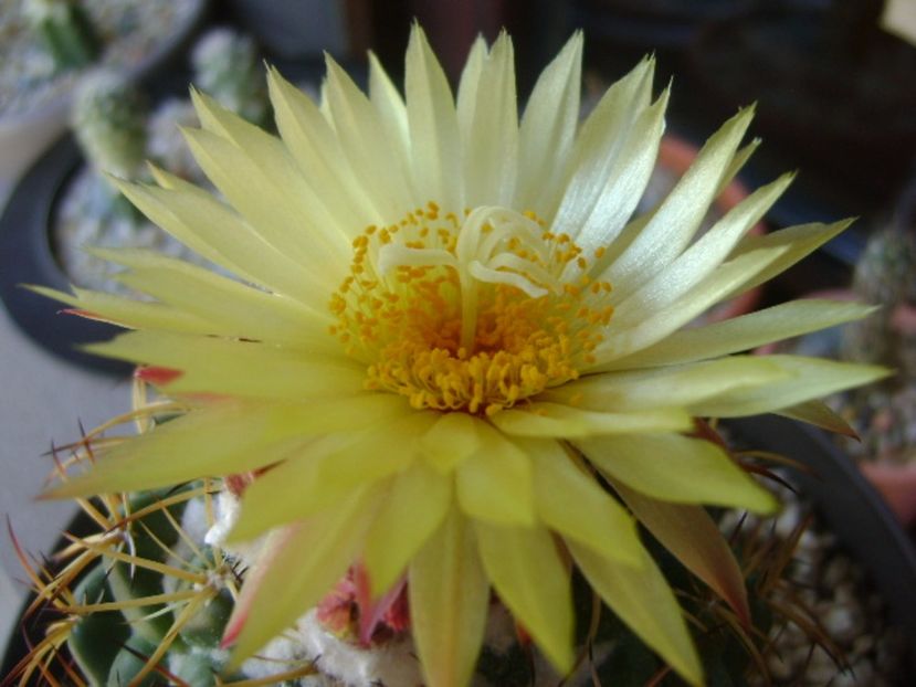 Coryphantha elephantidens v. sulcolanata - Cactusi 2017 continuare