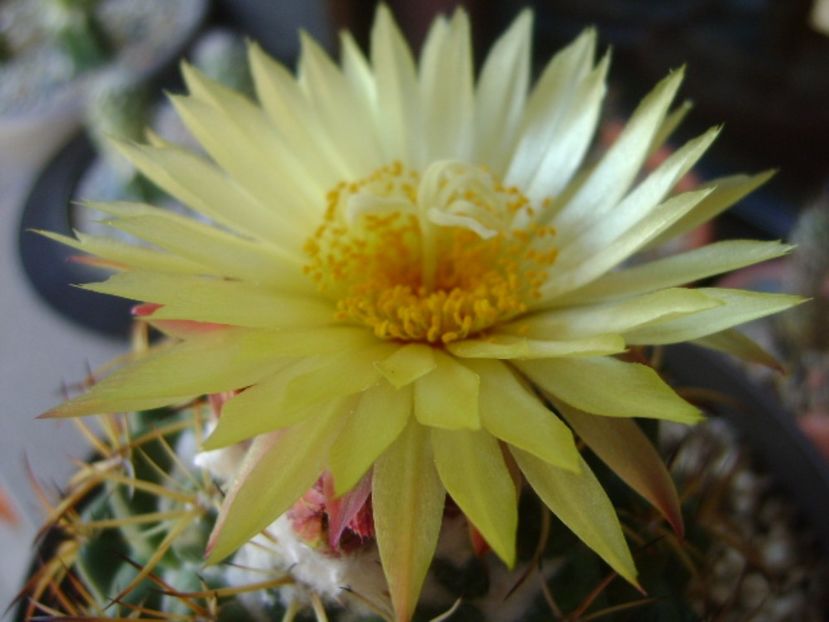 Coryphantha elephantidens v. sulcolanata - Cactusi 2017 continuare