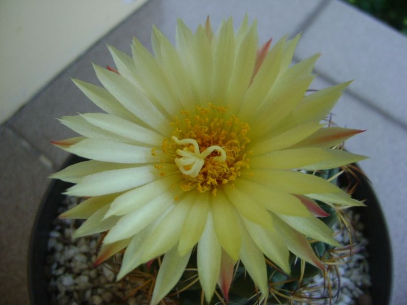Coryphantha elephantidens v. sulcolanata - Cactusi 2017 continuare