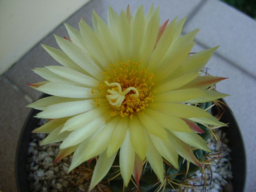 Coryphantha elephantidens v. sulcolanata - Cactusi 2017 continuare