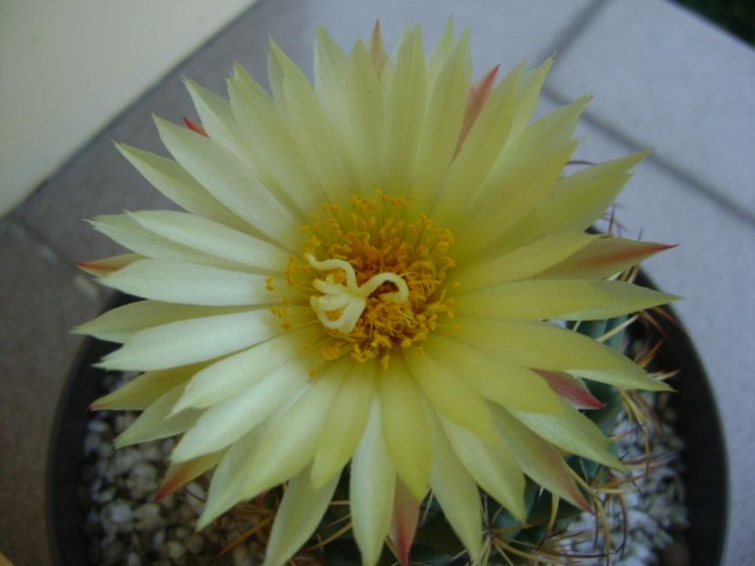 Coryphantha elephantidens v. sulcolanata - Cactusi 2017 continuare