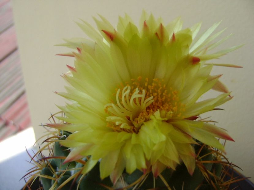 Coryphantha elephantidens v. sulcolanata - Cactusi 2017 continuare