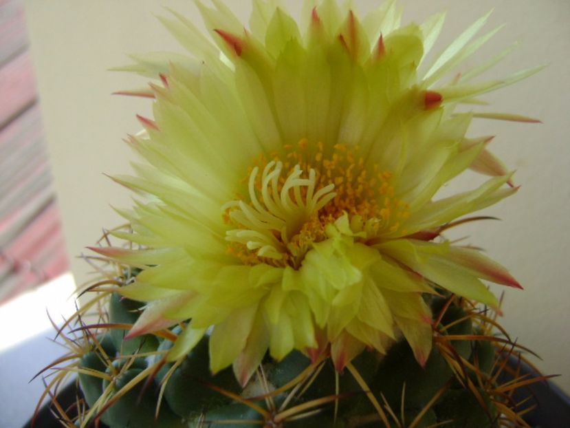 Coryphantha elephantidens v. sulcolanata - Cactusi 2017 continuare