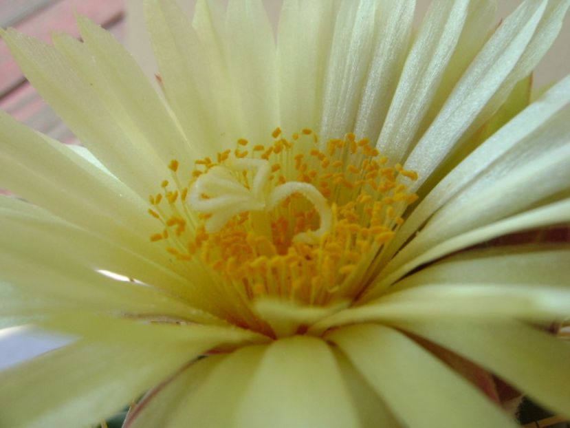 Coryphantha elephantidens v. sulcolanata - Cactusi 2017 continuare