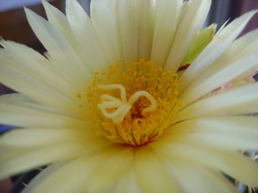 Coryphantha elephantidens v. sulcolanata - Cactusi 2017 continuare