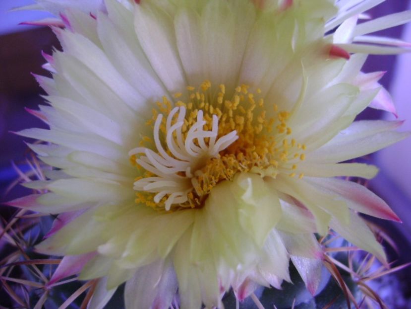 Coryphantha elephantidens v. sulcolanata - Cactusi 2017 continuare