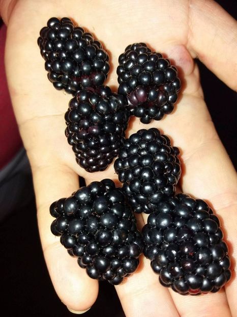 received_469049623457741 - mur Navaho